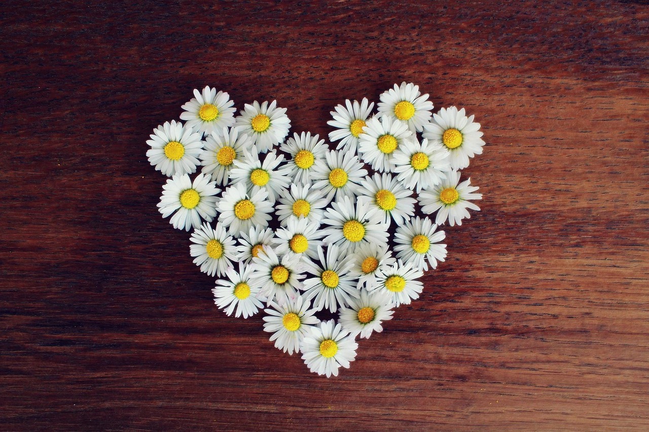 daisies, flower wallpaper, heart, daisy heart, love, heart shaped, nature, white daisies, bloom, blossom, flora, romantic, spring, beautiful flowers, symbol, flowers, flower background, flower heart, romance, decoration, decorative